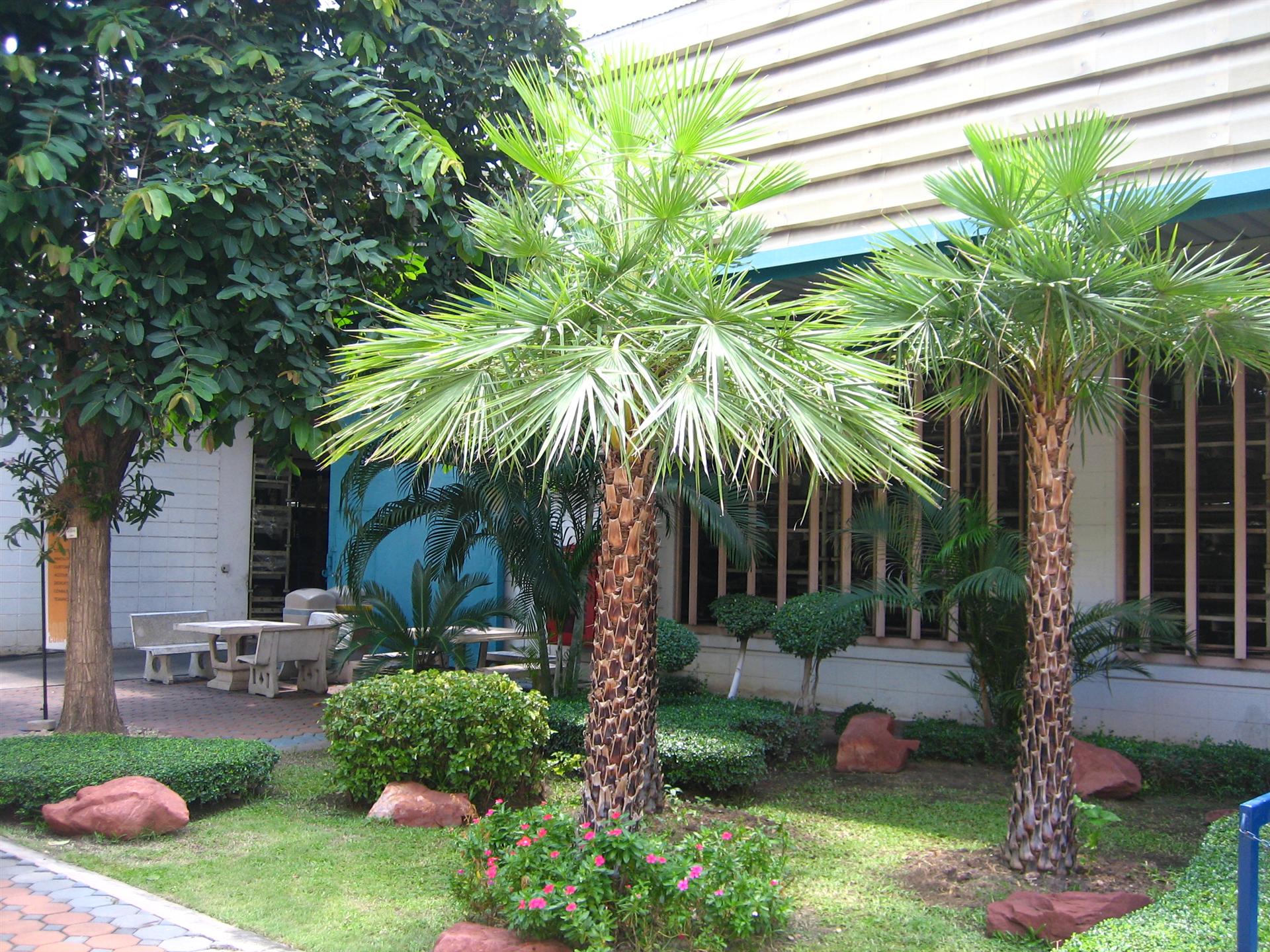 สวนโมเดิร์น