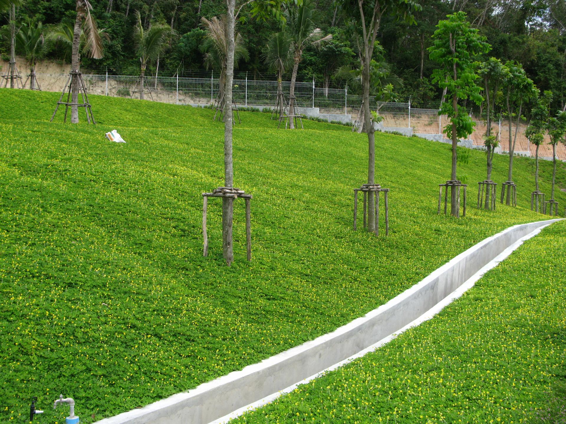 สวนหน้าบ้าน