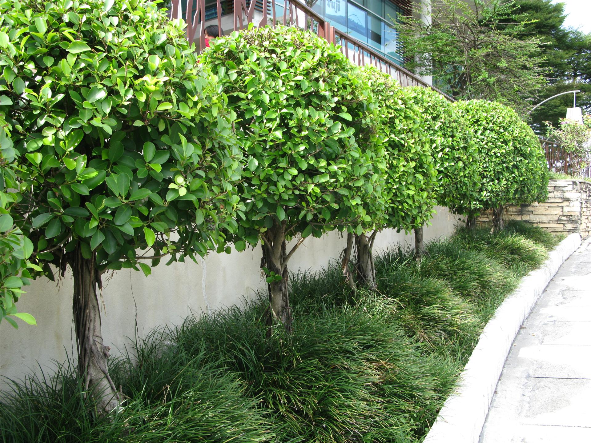 ตัดแต่งสนามหญ้า